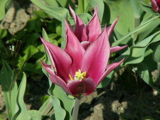 tulipe