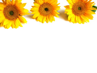 Naklejka premium three sunflowers