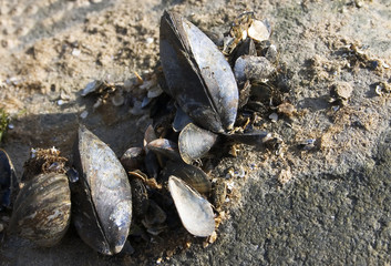 sea life