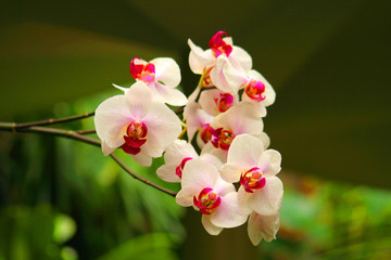 Fototapeta premium Orchid flowers