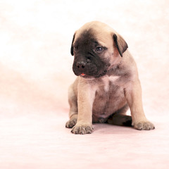 Obraz premium puppy 04