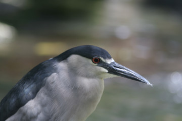 heron