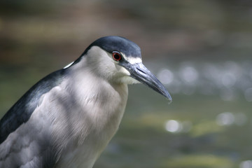 heron