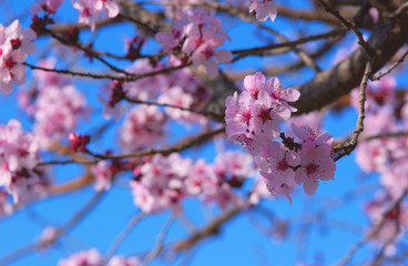 Obraz premium cherry tree