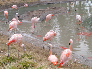 flock of south american flamingoes