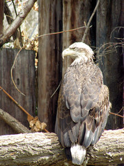 bald eagle