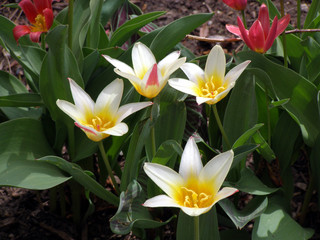 Fototapeta premium white and red tulips
