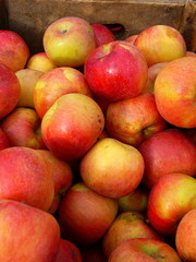 crate of fresh autumn apples