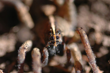 wolf spider