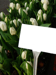 white spring tulips
