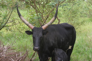 Fototapeta na wymiar vache ougandaise