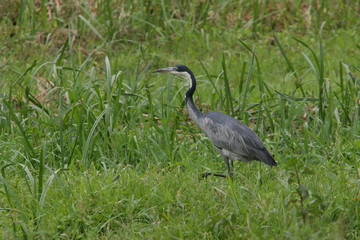héron à tête noire