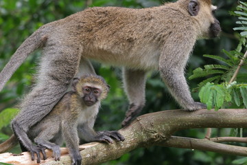 femelle vervet et son petit
