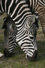 Fototapeta na wymiar zebry