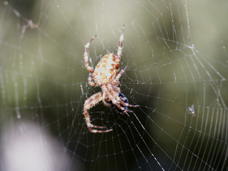 spinne im netz