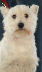 westie