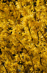 forsythien