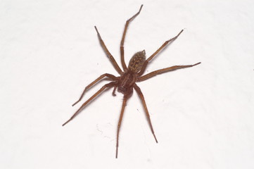 hauswinkelspinne ( tegenaria spec. )