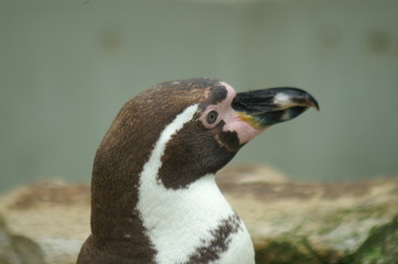 pinguin