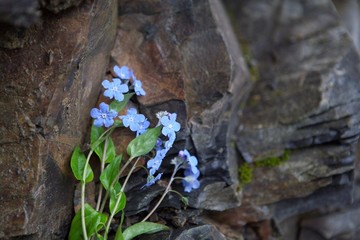 forget-me-not