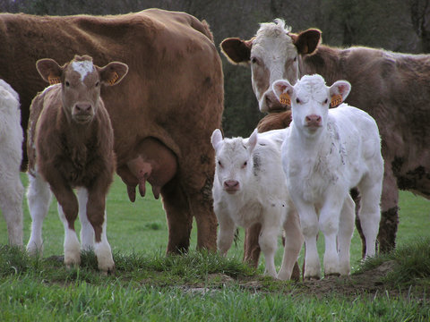 0845 - famille "vaches"