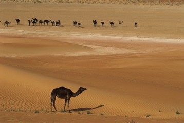 black camel group