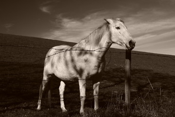 cheval blanc dans son champ