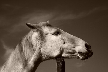 cheval blanc © Will V