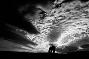 horse sunset