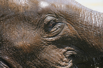 elephant face