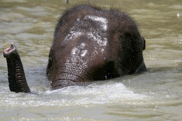 young elephant pointing