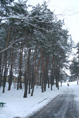 winter landscape, beautiful snow in the forest