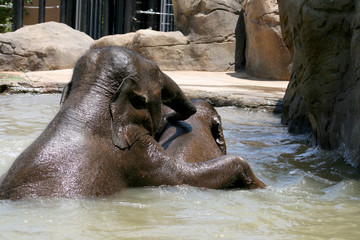 two elephants playing