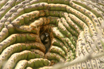 bird in crested saguarro cactus
