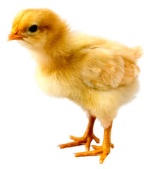 Young chicken chick with bright yellow and almost gold colored feathers isolated on a white...