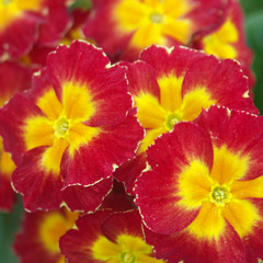 red and yellow primroses