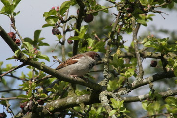 sparrow