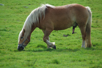 hengst grasend auf einer saftigen wiese