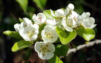 fleurs de poirier au printemps
