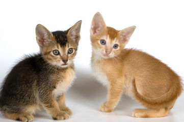 kittens in studio
