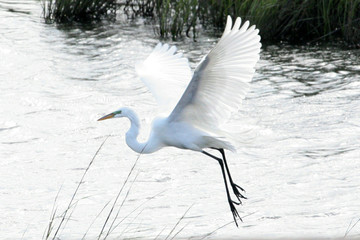 crane flying © Felipe Fernandez