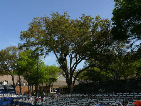 tree and stadium seating