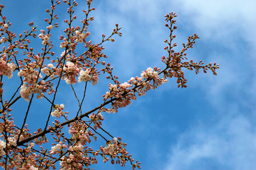 cherry blossom