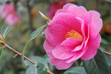 fiore rosa