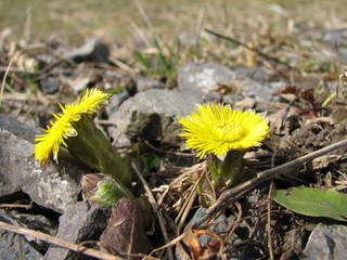 coltsfoot