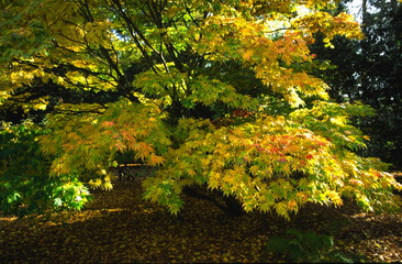 ornamental maple tree in autumn