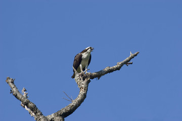 osprey perched on a old tree