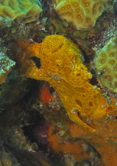 frog fish
