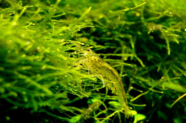 small prawn