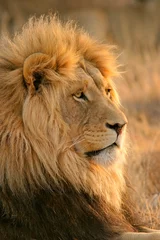 Crédence de cuisine en verre imprimé Lion grand lion mâle